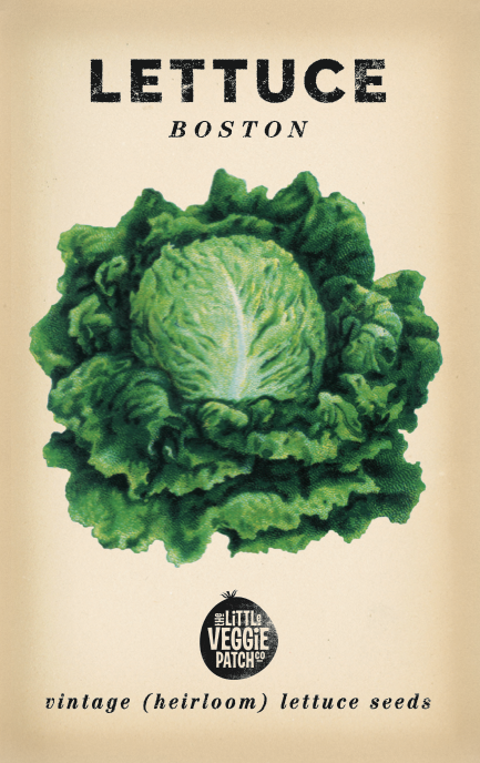 Heirloom Seeds - Lettuce 'Boston'